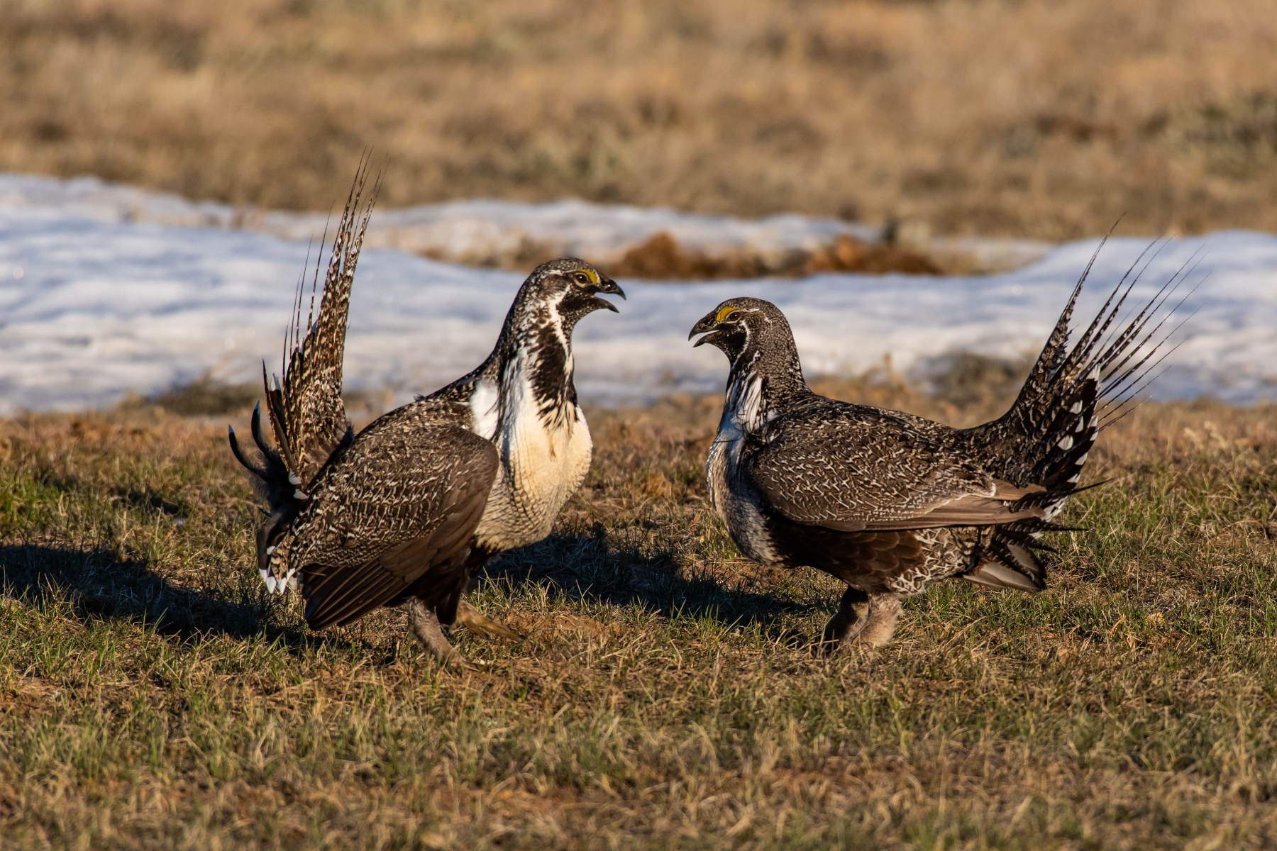 Sage-grouse.png