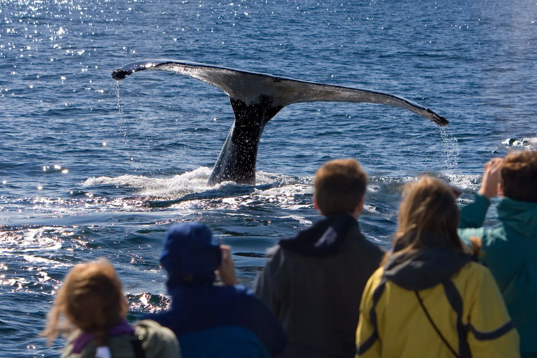 whale-watching.webp